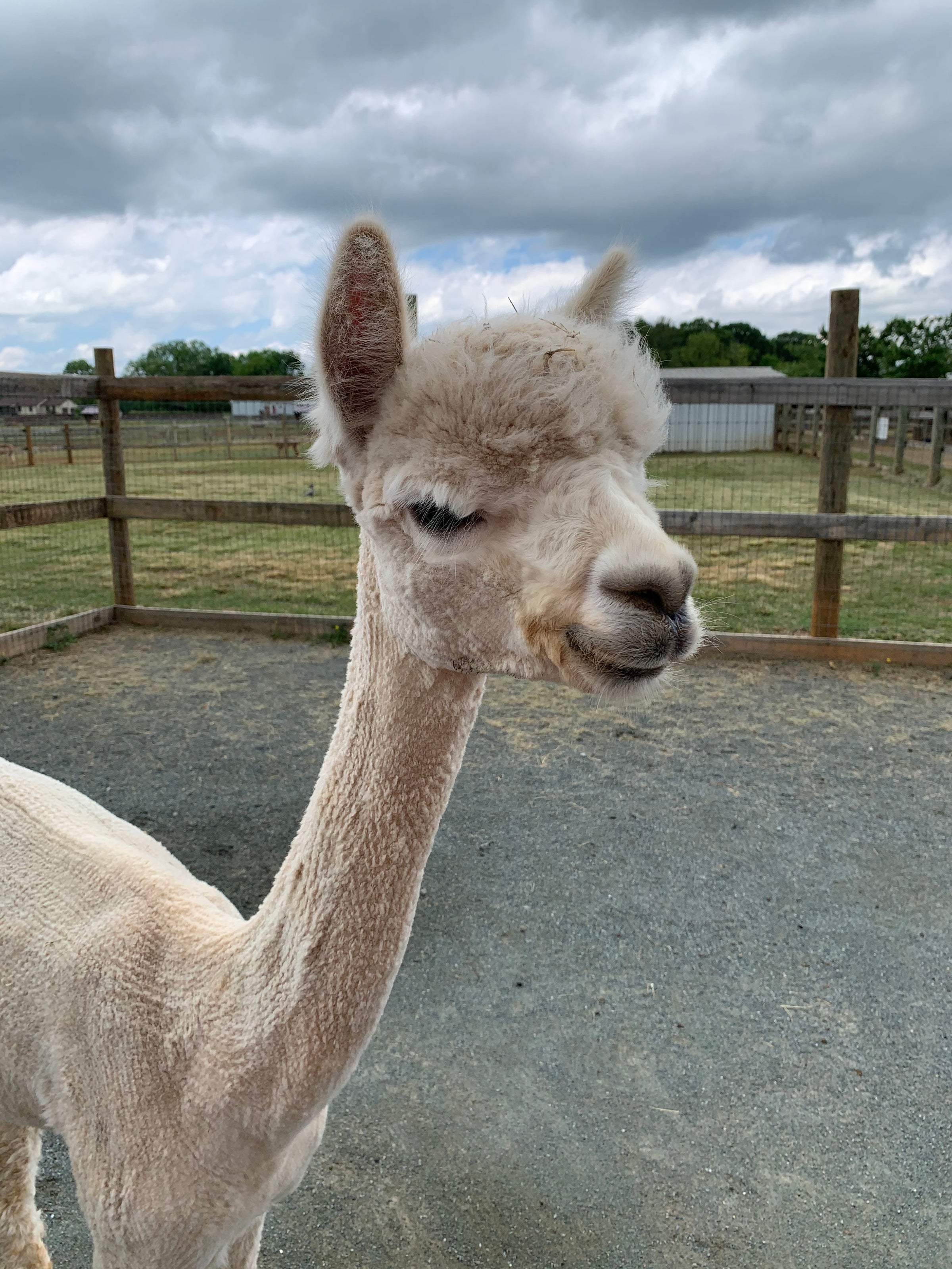 Alpaca, facts and information